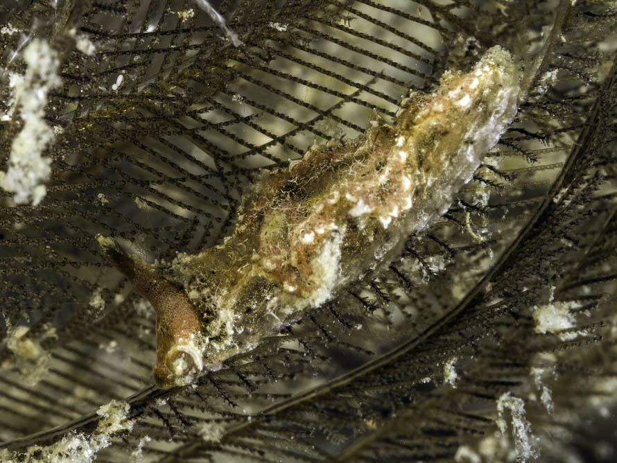 Lomanotus sp. S